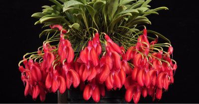 Curso experto en Masdevallias course image