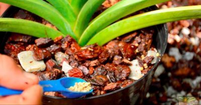 Curso de fertilización de orquídeas course image