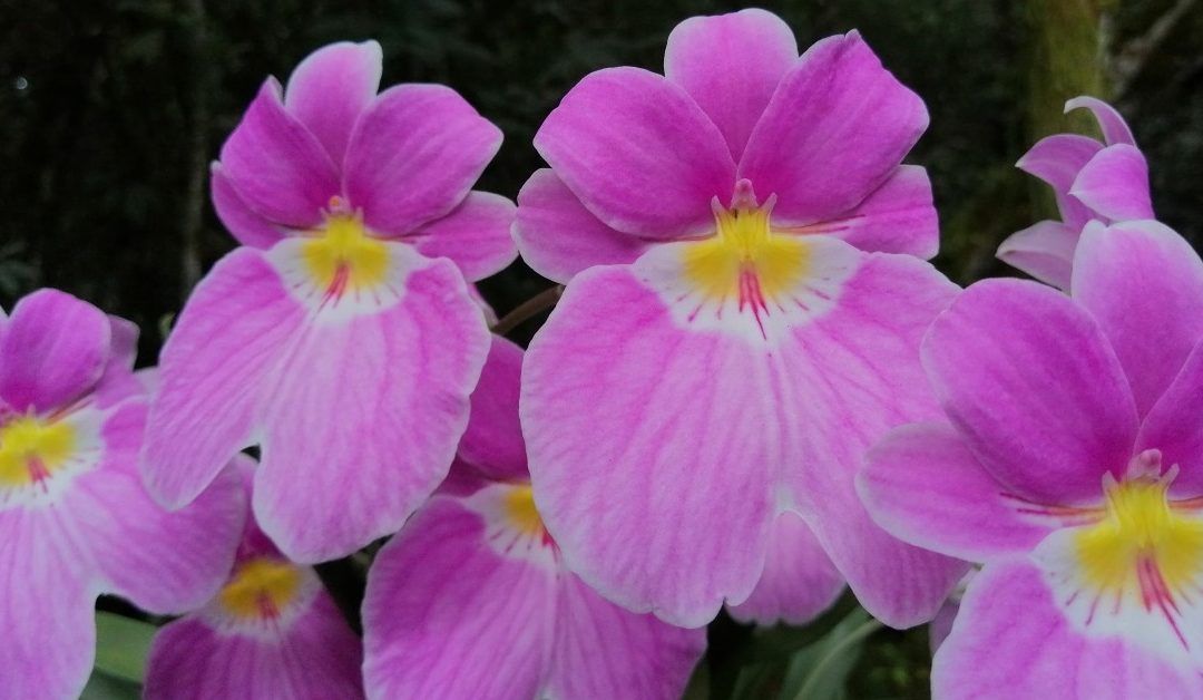 Curso experto en Miltoniopsis