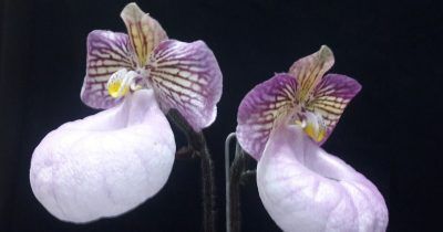 Curso Experto en Paphiopedilum course image