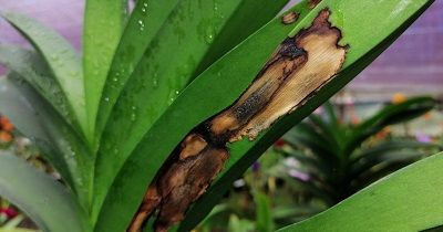 Fertilización, plagas y enfermedades - Conferencia course image