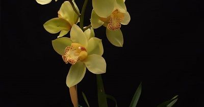 Cultivo de Cymbidium - Conferencia course image