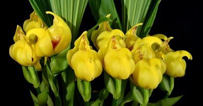 Cultivo de Anguloas – Conferencia course image