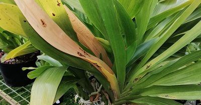 Clínica de orquídeas course image