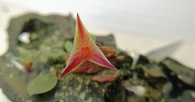 Cultivo de Lepanthes - Conferencia course image