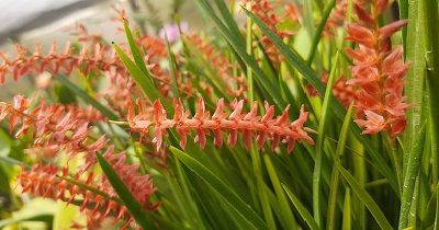 Cultivo de Dendrochilum - Conferencia course image