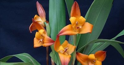 Cultivo de Maxillaria - Conferencia course image