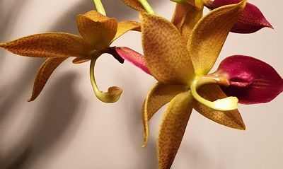 Cultivo de Catasetum - Conferencia course image