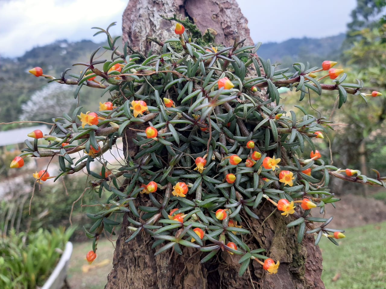 Cultivo de 5 joyas botánicas course image