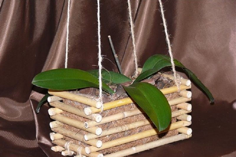 Orquídeas en canasta course image