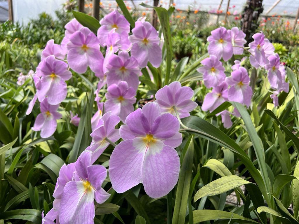 Miltoniopsis vexillaria "San Miguel" course image