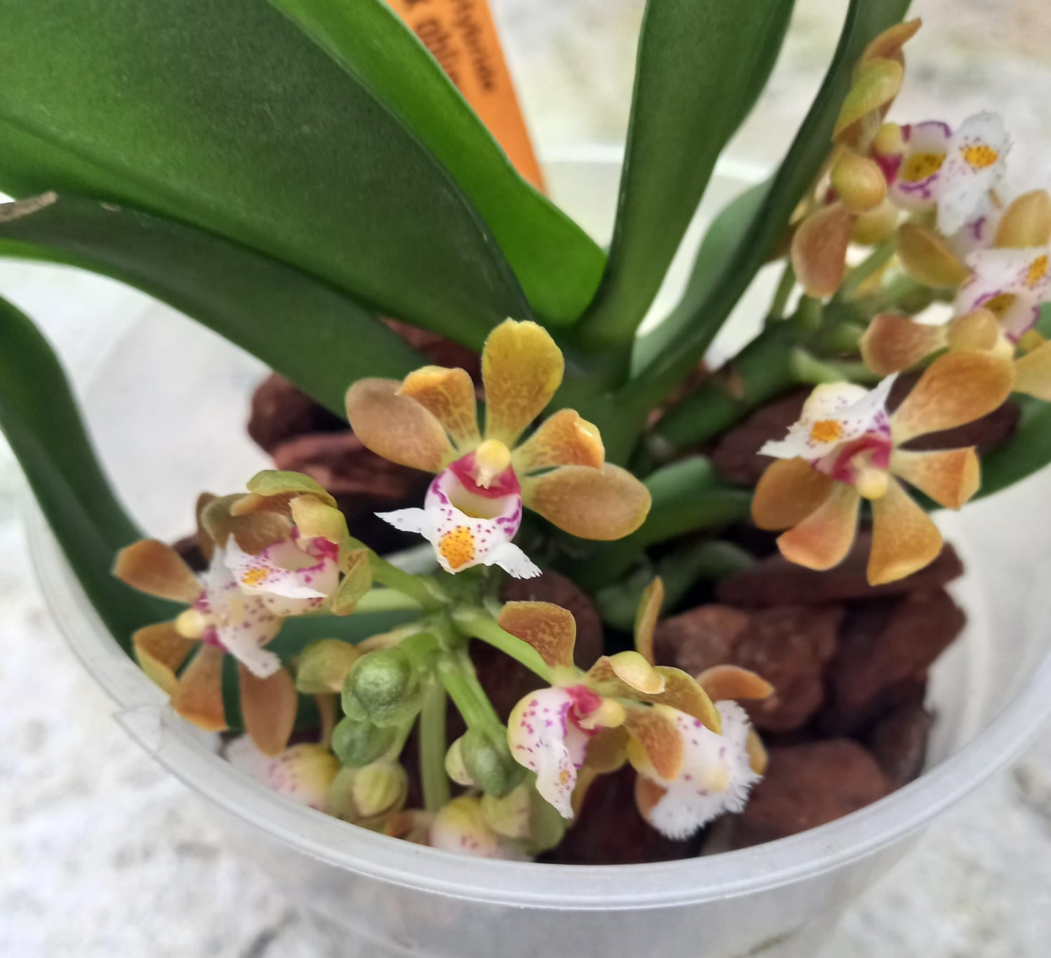 Preparando la exposición de Quirama course image