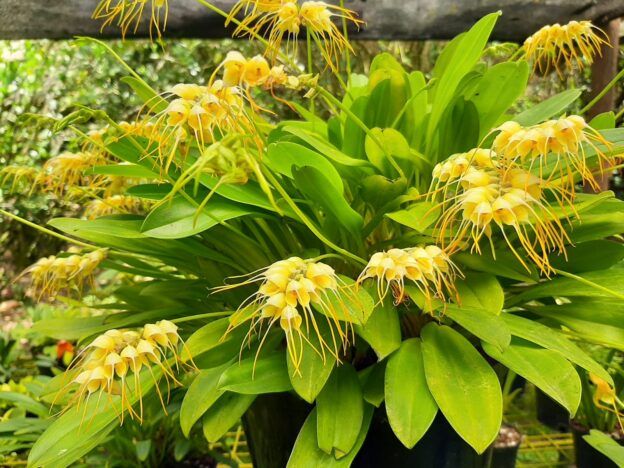 Cultivo de Masdevallias multiflora course image