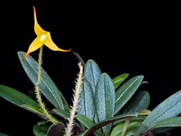 Cultivo de Porroglossum course image