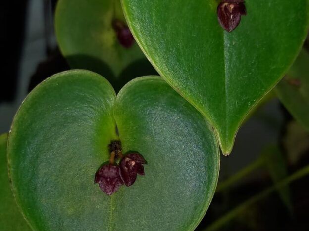 Cultivo de orquideas Acronia course image