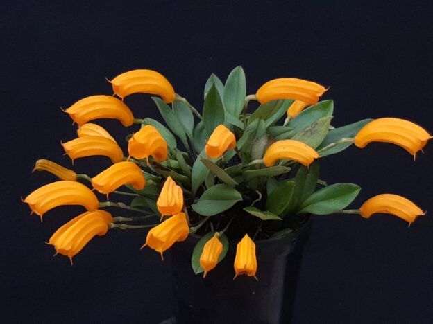 Orquídeas de clima frío course image