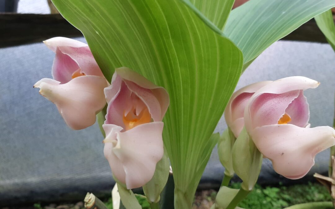 Orquídeas de clima medio