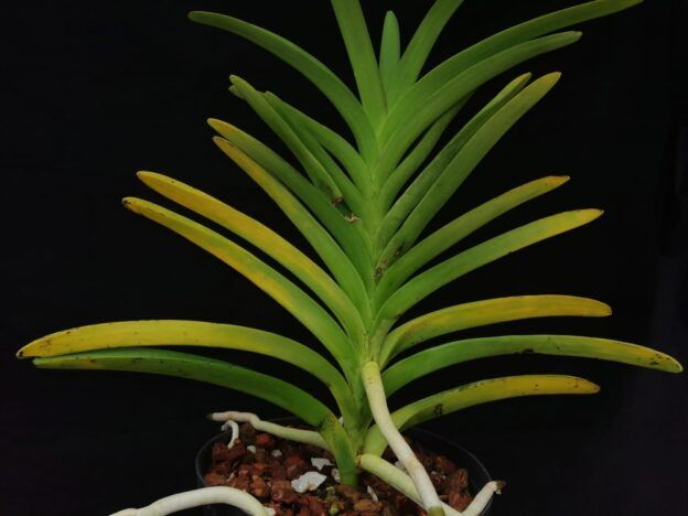 Deficiencias de nutrientes course image