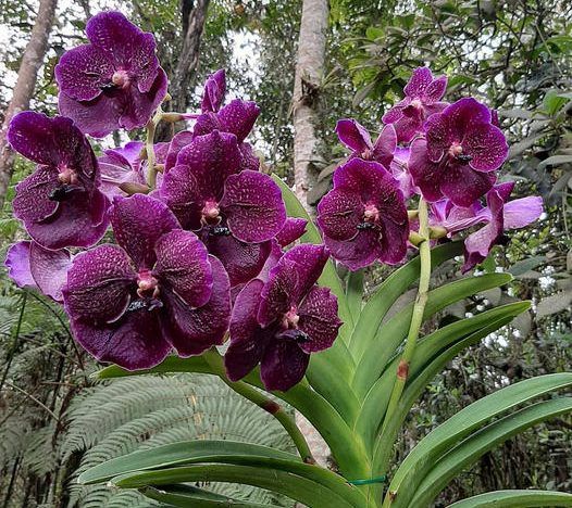 Conferencia orquídeas Vandas course image