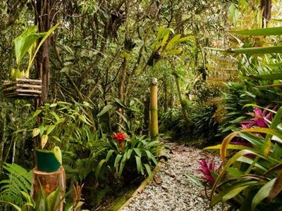 Hábitat en orquídeas course image