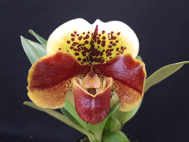 Género Paphiopedilum course image