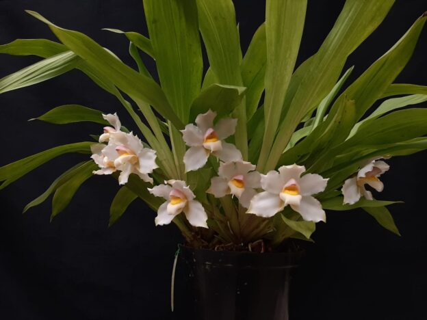 Orquídeas de Exposición course image