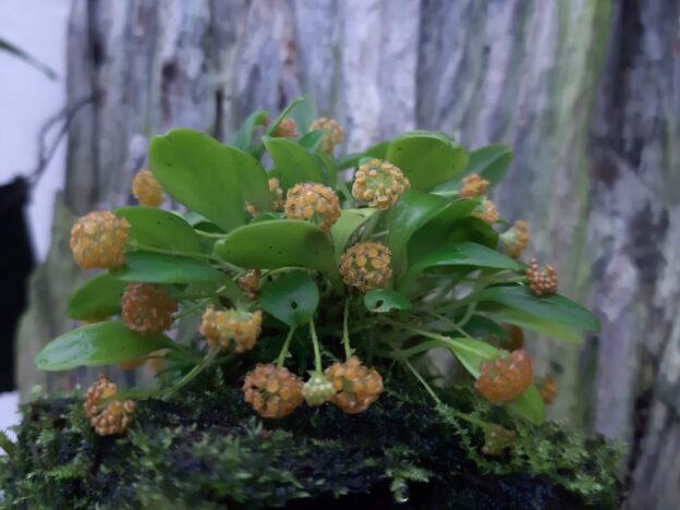 Cultivo de Platystele course image