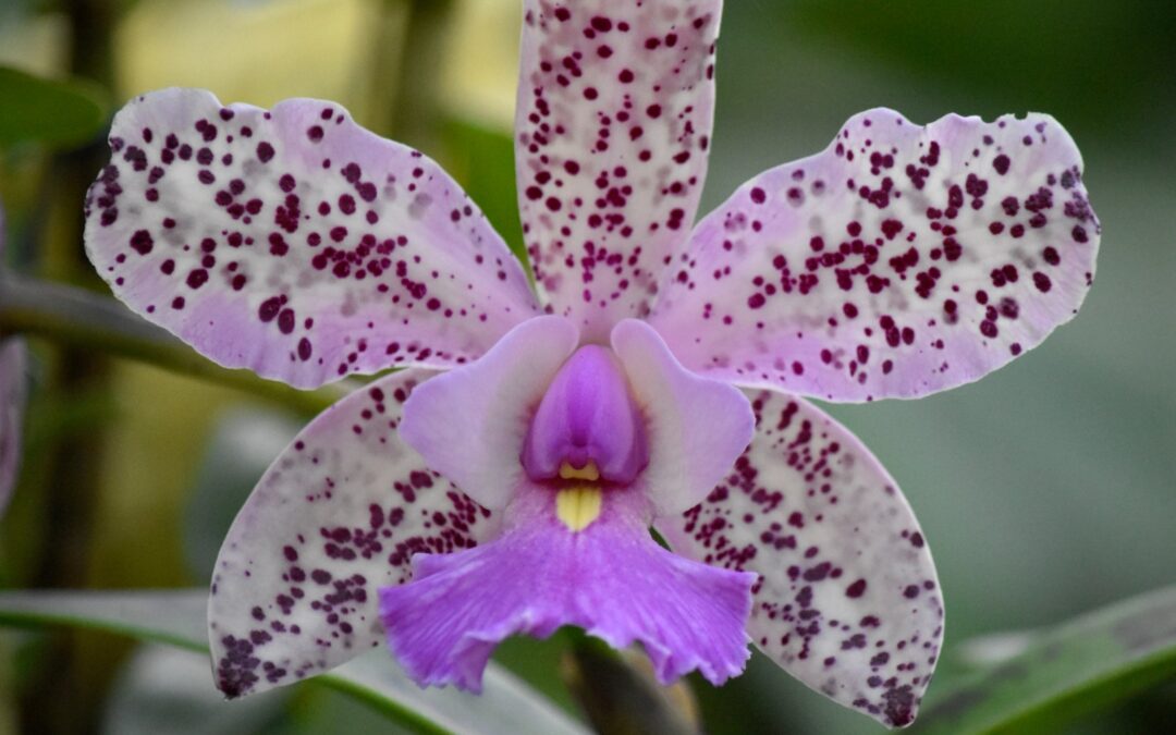 Estructura de las flores