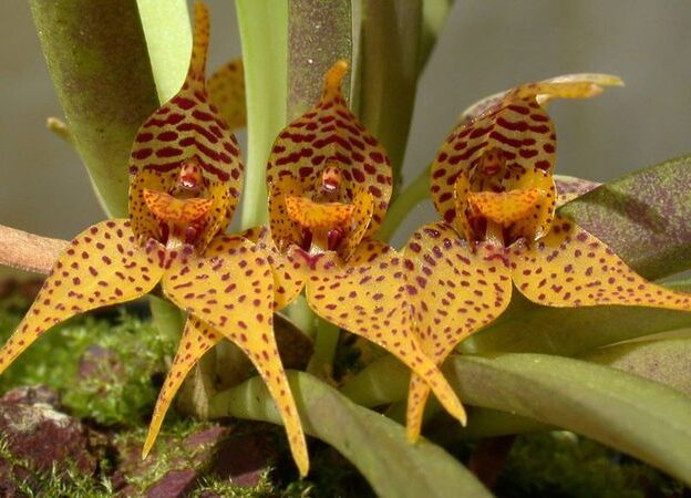 Cultivo de Dryadella course image