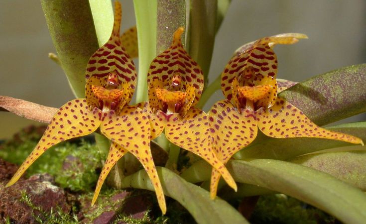 Cultivo de Dryadella